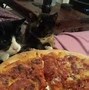 Image result for Funny Animals Eating Pizza