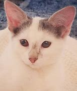Image result for Kitt with 4 Ears