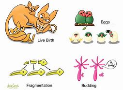 Image result for What Is Animal Reproduction