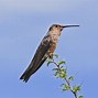 Image result for Patagona Trochilidae