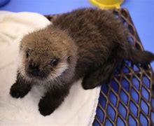 Image result for Sea Otter Pup