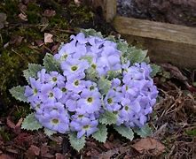 Image result for Primula White Dusty Miller