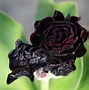 Bildergebnis für Primula auricula Chorister