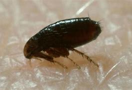 Image result for Flea