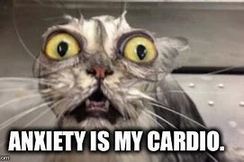 Image result for Stressed Cat Meme