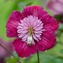 Image result for Carnival Clematis