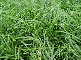 Image result for Carex oshimensis J.S. Greenwell (r)