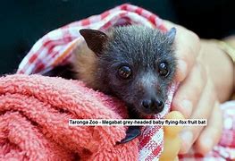 Image result for Fruit Eating Flying Fox Bat