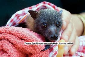 Image result for Baby Flying Fox Fruit Bat