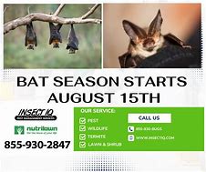 Image result for Season Bat