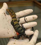 Image result for Amphibian Grey Lizard