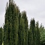 Image result for Taxus baccata