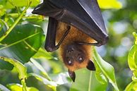 Image result for Cute Bat Pics