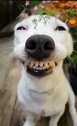 Image result for Smiling Funny