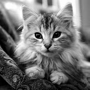 Image result for Black and White Cat Background