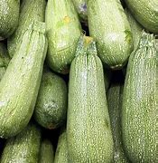 Image result for Grey Zucchini Squash Ready to Harvest