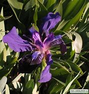 Image result for Iris pumila f. atroviolacea