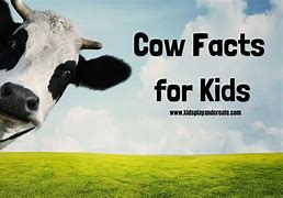 Image result for Cow Facts