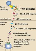 Image result for Complement System Alternative Pathway