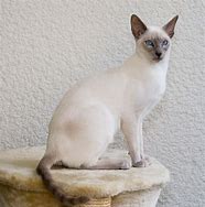 Image result for Siamese Munchkin Cat