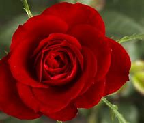 Image result for Ajfon 5 Roze