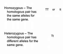 Image result for What Is Homologous and Homozygous