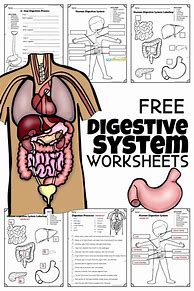 Image result for Digestive System Cut Out Worksheet