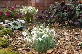 Image result for Galanthus nivalis Tiny Tim