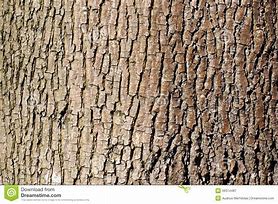 Image result for Brown Tree Back Texture