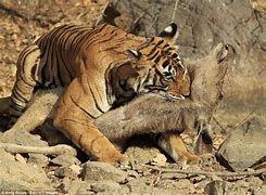 Image result for Tiger Kills Deer