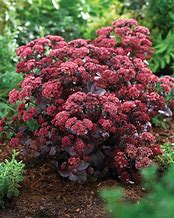 Image result for Sedum Purple Emperor