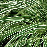 Image result for Carex oshimensis Everest