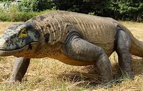 Image result for Megalania Lizard