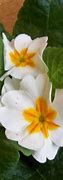 Image result for Primula vulgaris Queen White