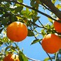 Image result for Lemon Lime Orange Tree