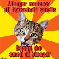 Image result for Bad Advice Cat Meme