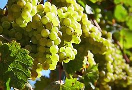 Image result for Chalone Chenin Blanc