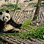 Image result for Baby Giant Panda Eating Bamboo