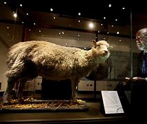Image result for William and Dolly the Sheep