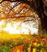 Image result for Fall iPad Wallpaper HD