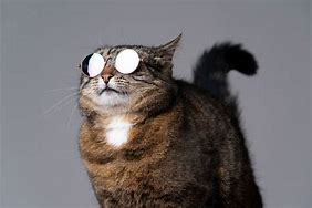 Image result for Serge Cool Cat
