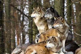 Image result for Wolf Pack Photography