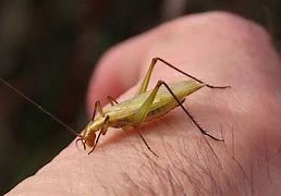 Image result for Common Tree Cricket