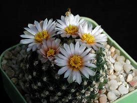 Image result for Cactus Flower Plant