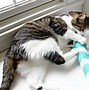 Image result for Cat Toy Stick