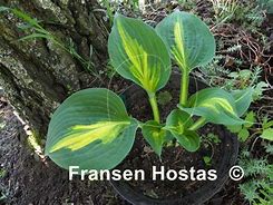 Image result for Hosta Smash Hit