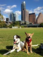 Image result for search dog austin