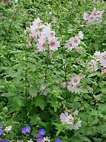 Image result for Lavatera Barnsley Baby (r)