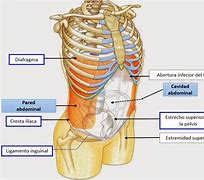 Image result for abdomdn