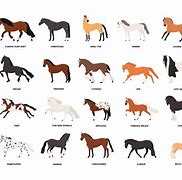Image result for Horse Breeds Chart